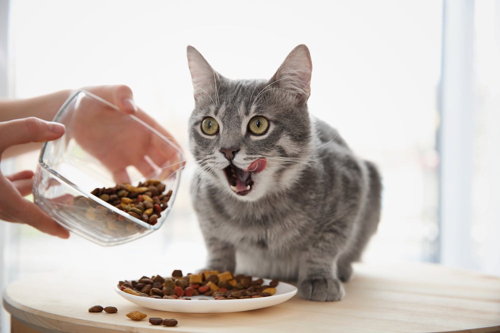 alimentação do gato: gato comendo ração 
