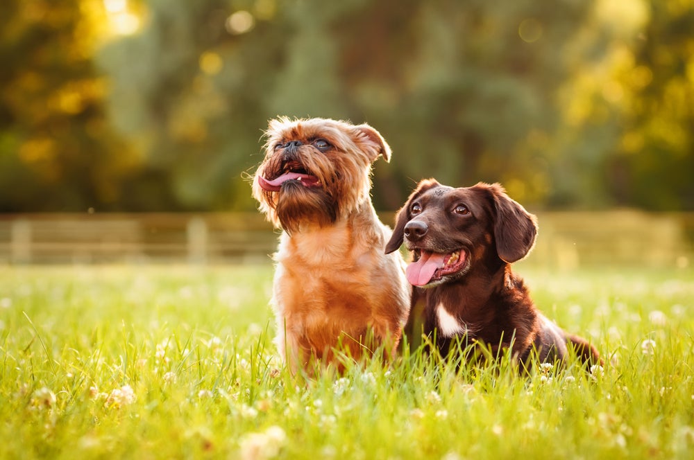socialização de cachorro: dois cachorros juntos