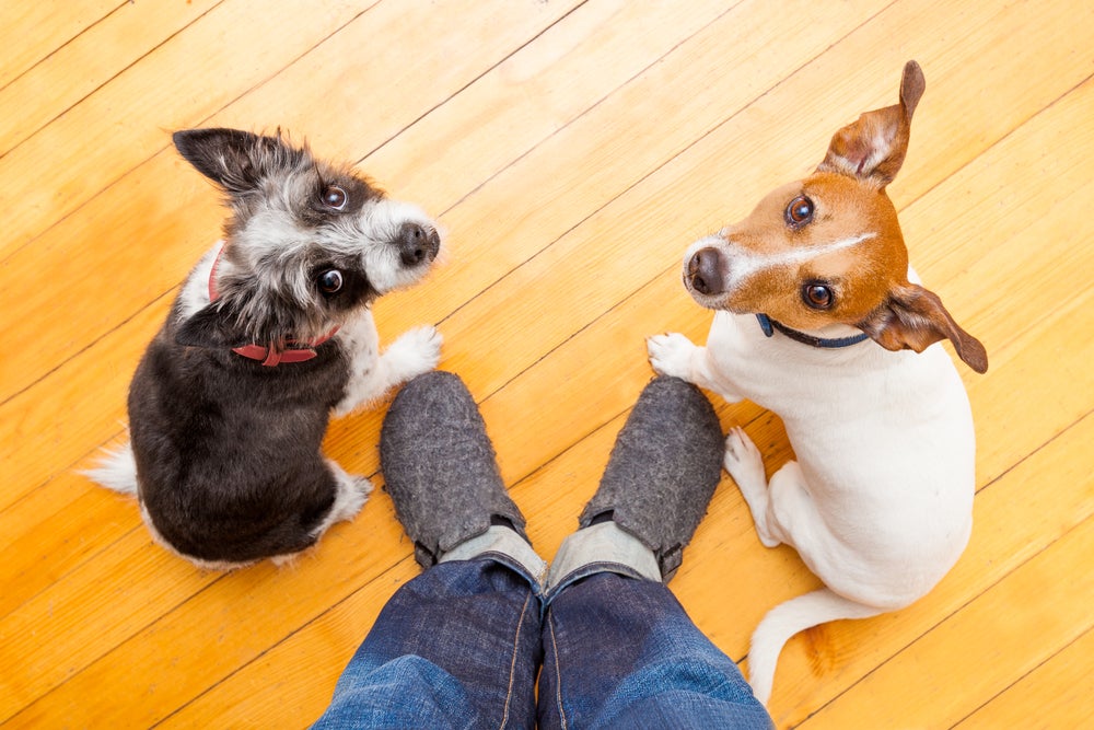 socializar cachorro: dois cachorros sendo observados por pessoa