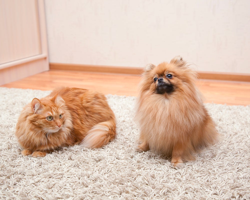 socializar cachorros com gatos: cão e gato em casa