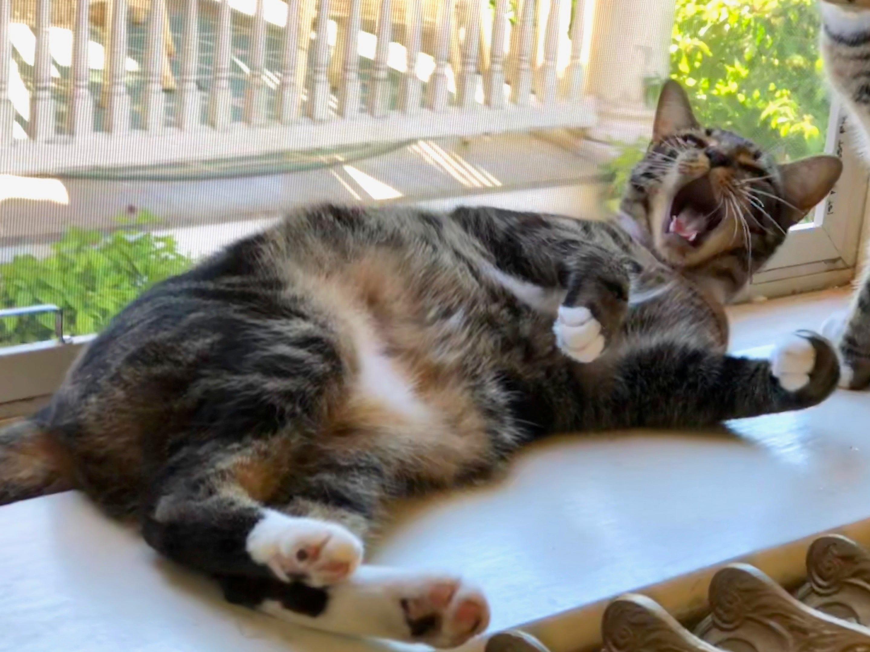 Gato Sokoke deitado de barriga para cima