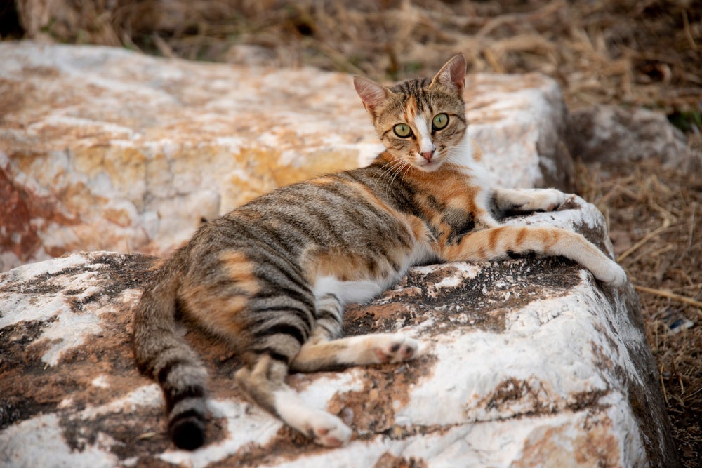 gato sokoke deitado em cima de pedra