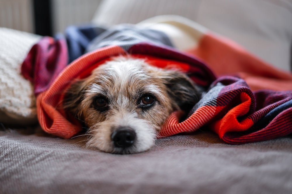 soluço em cachorro: filhote deitado