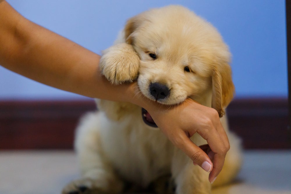 Cachorro mordendo a mão de uma pessoa