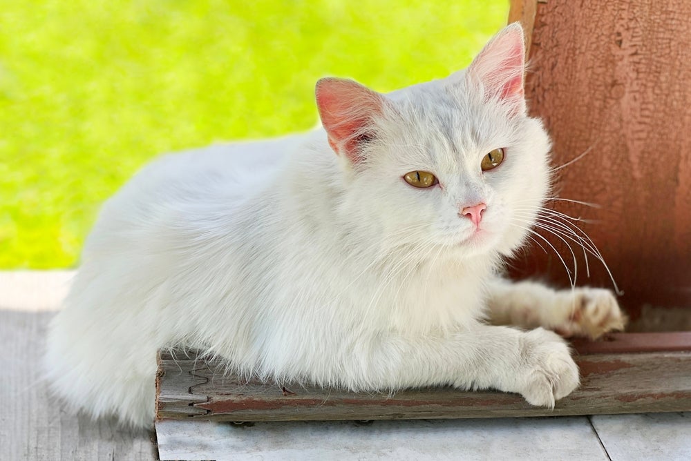 Gato branco deitado 