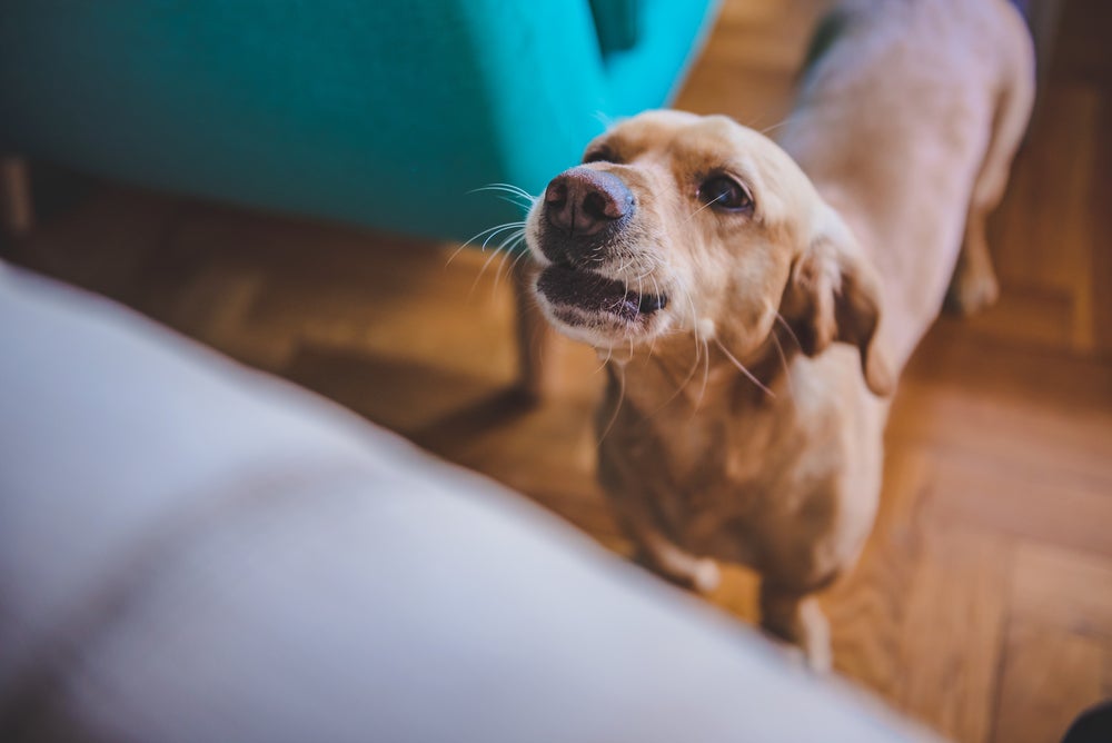 som de cachorro: cão rosnando