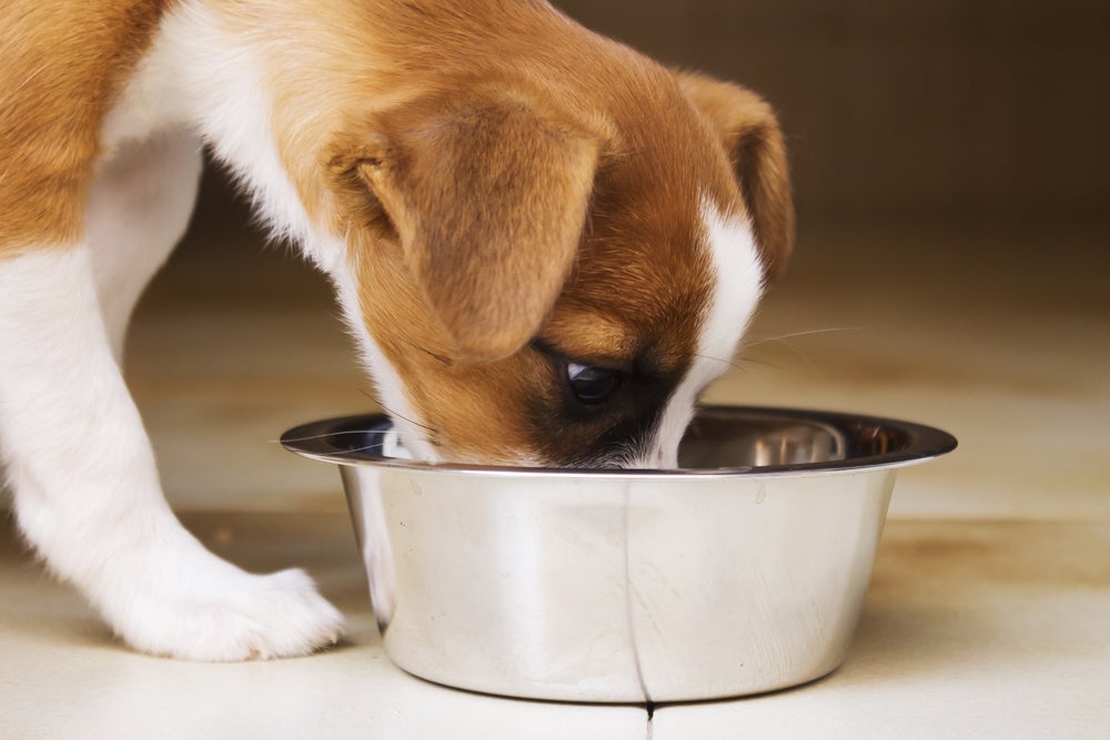 soro para cachorro: cão bebendo no pote de água