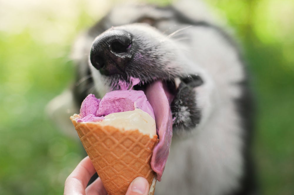 cachorro comendo sorvete para cachorro