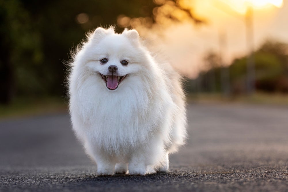 cachorro spitz japonês sorrindo