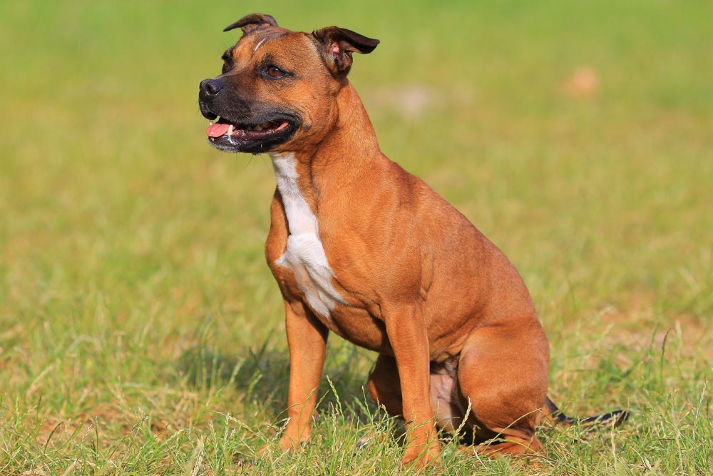 staffordshire bull terrier na grama