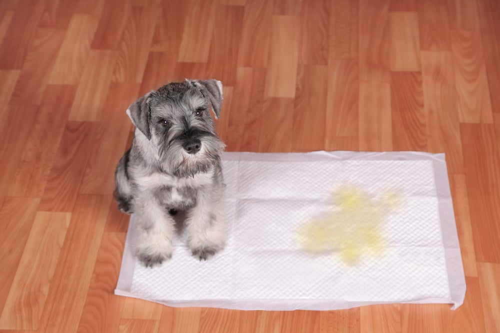 cachorro usando tapete higiênico para cães