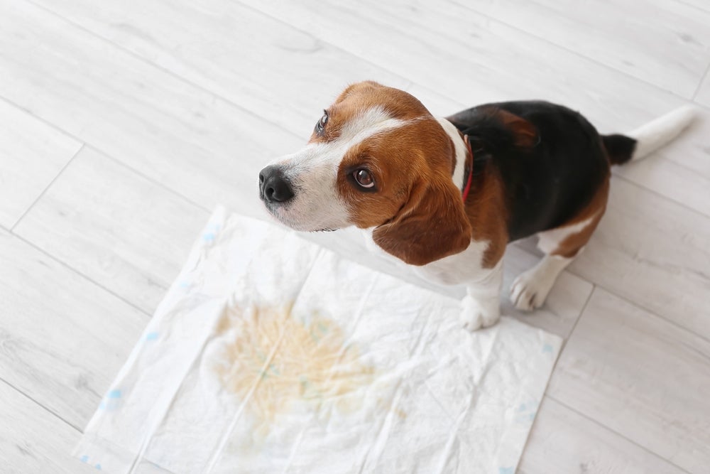 cachorro fazendo xixi no tapete higiênico para cachorro
