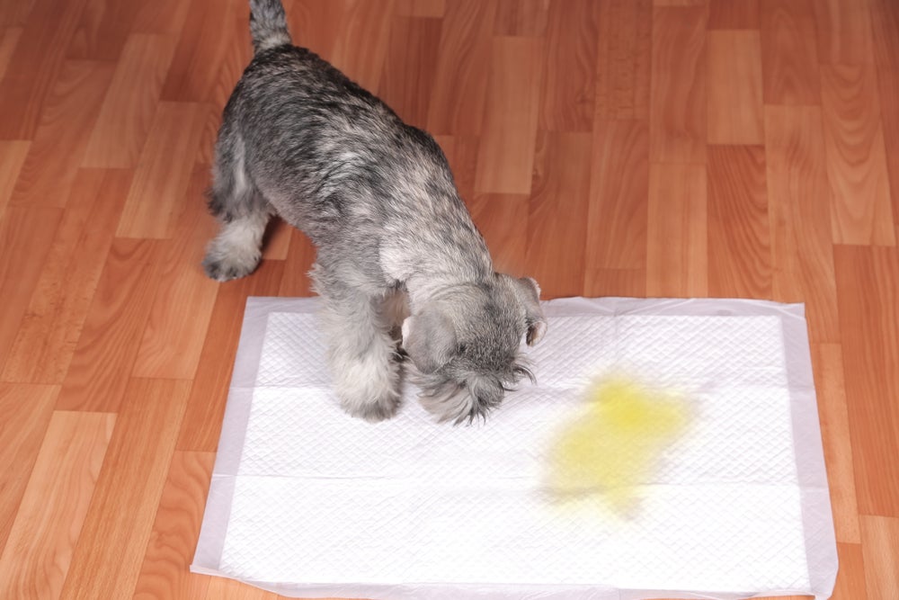 cão mordendo tapete higiênico para cachorro