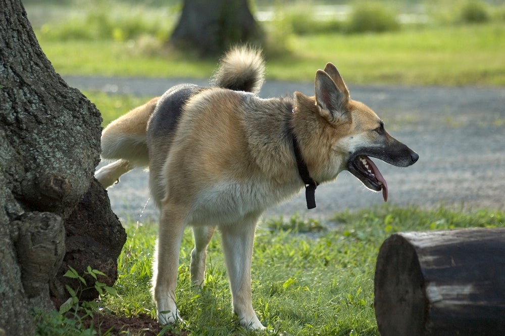 tapete higiênico para cachorros: cão macho levantando a pata e fazendo xixi
