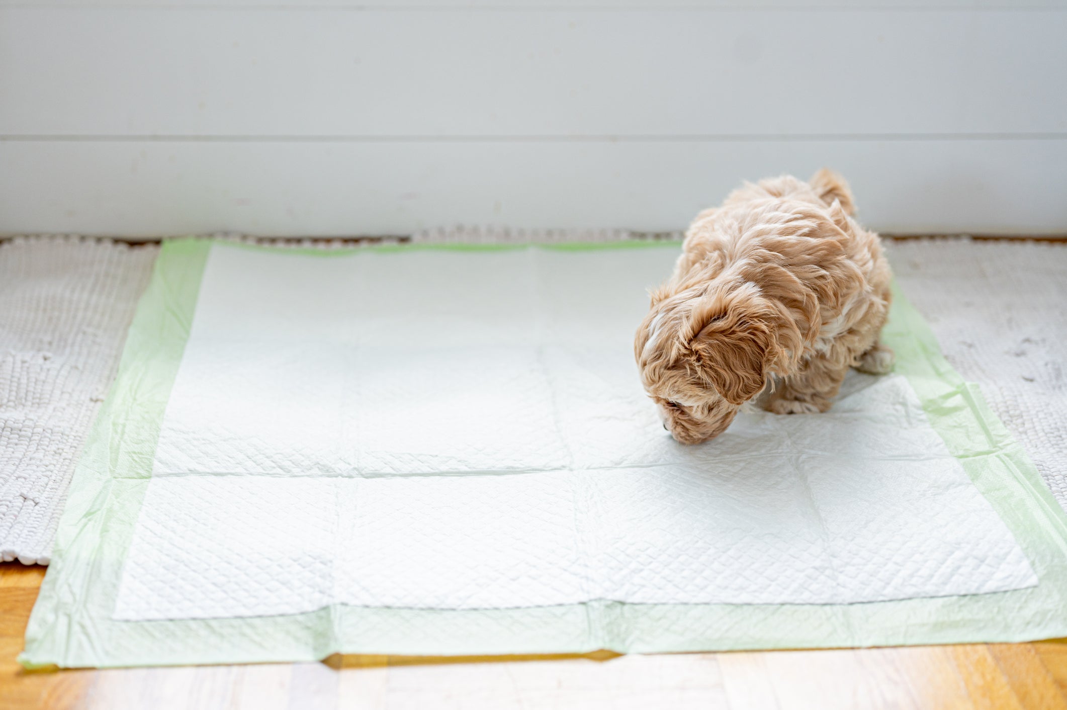cachorro cheirando tapete higiênico