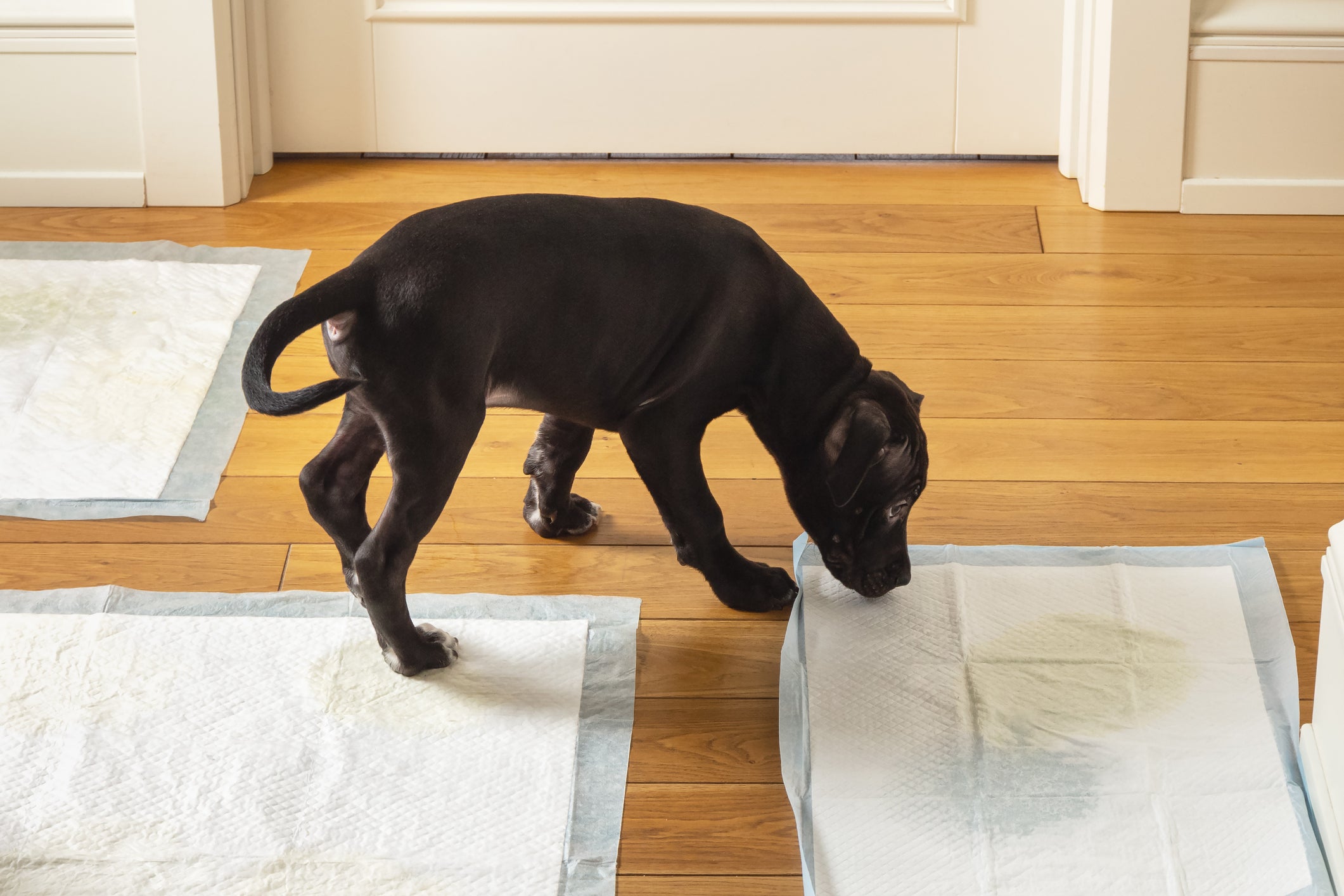 cachorro cheirando tapete higiênico