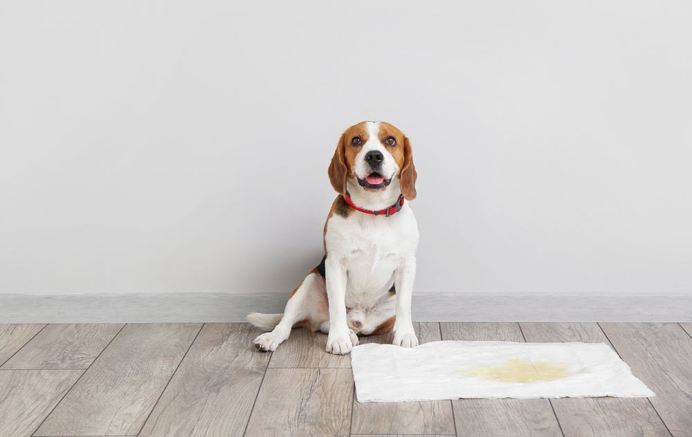 Beagle sentado ao lado de tapete higienico para cachorro