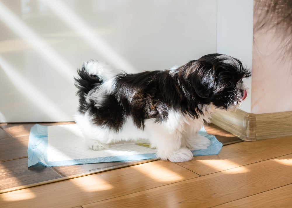 Tapete higiênico para cachorro no chão com um cão peludo em cima