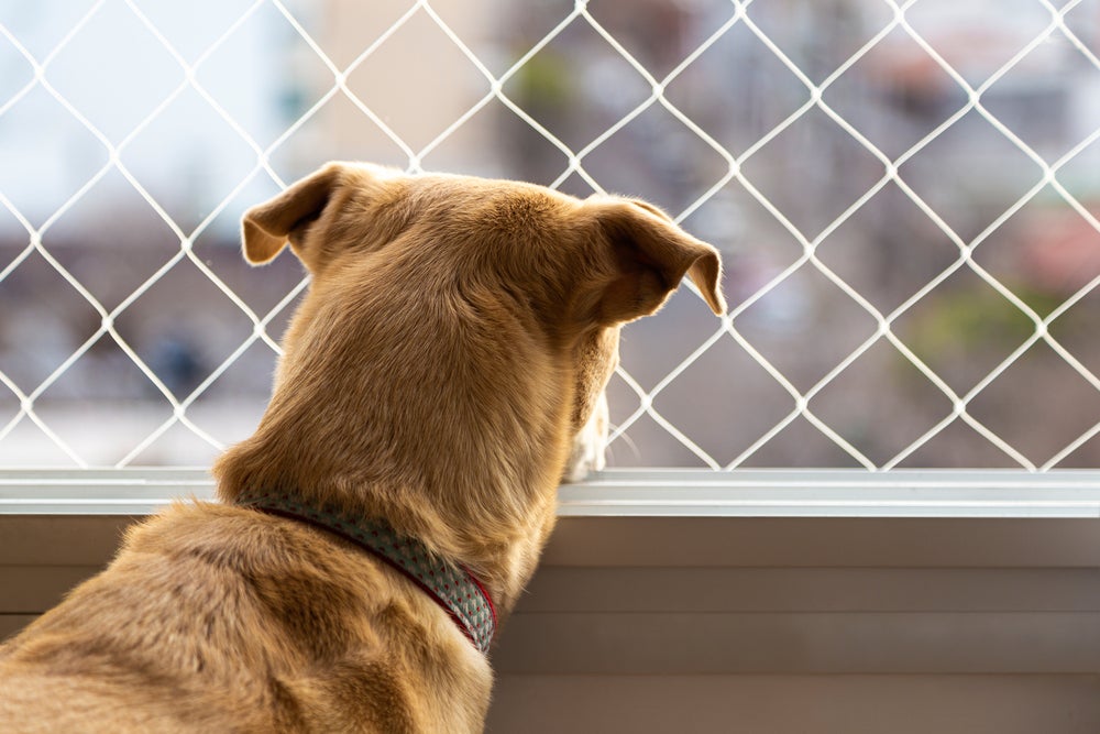 cachorro olhando para a tela de proteção para cachorro