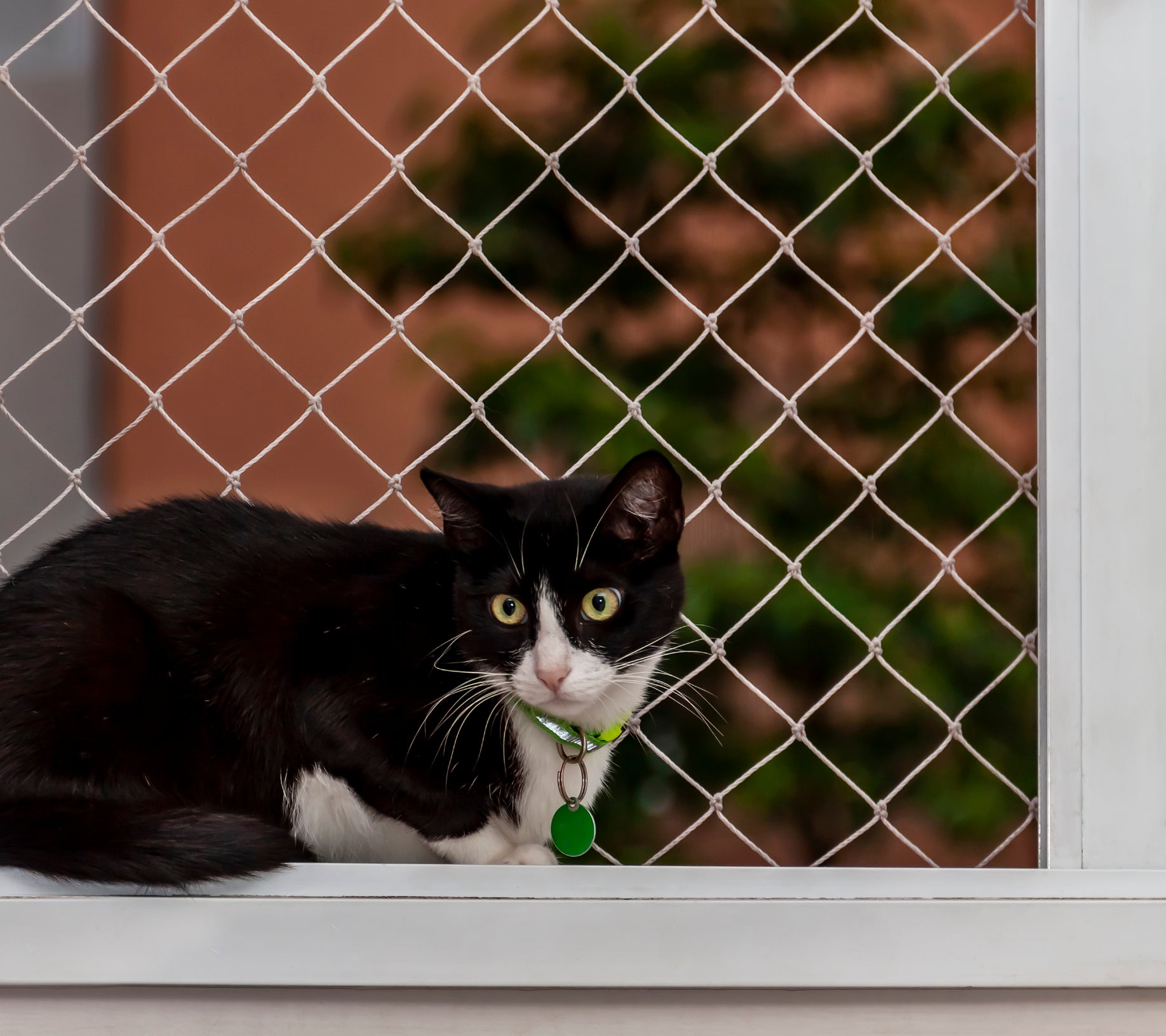 Gato preto e branco perto de tela de janela