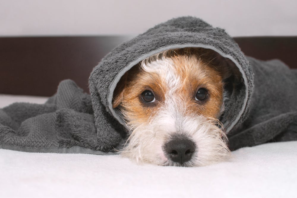temperatura: cachorro com frio