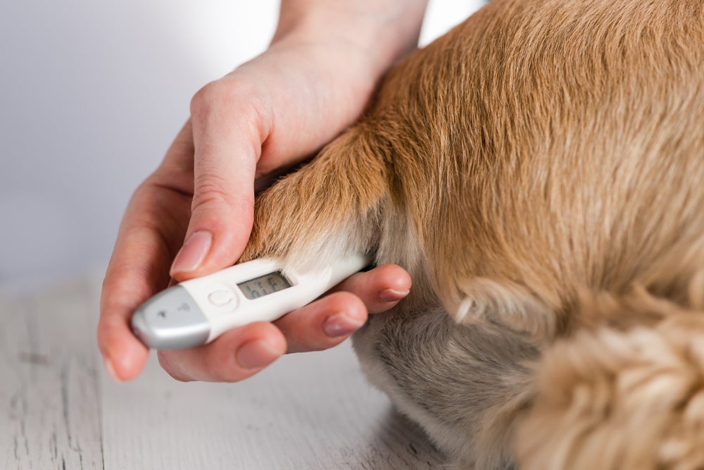 termômetro inserido no ânus do cachorro