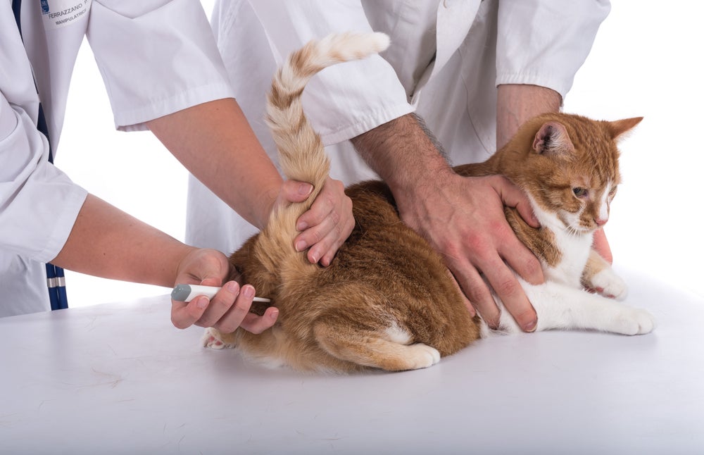 gato laranja com veterinários medindo a temperatura via retal