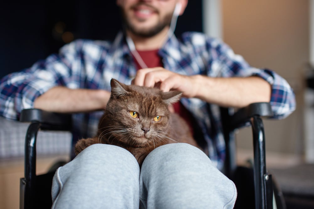 gato no colo do tutor na cadeira de roda