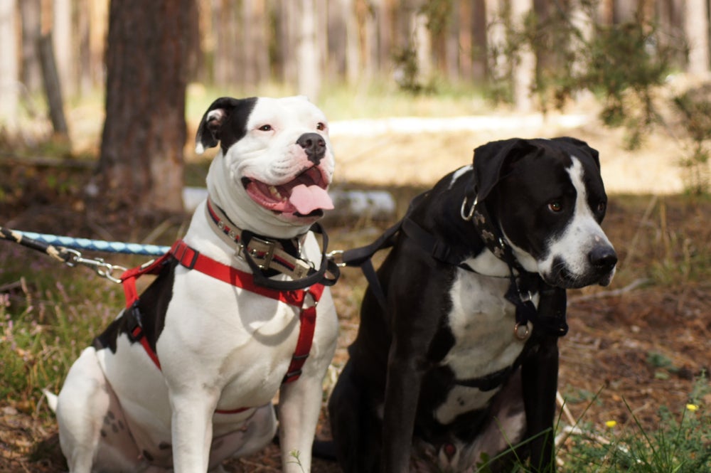 Dois tipos de peitorais em dois cachorros grandes diferentes