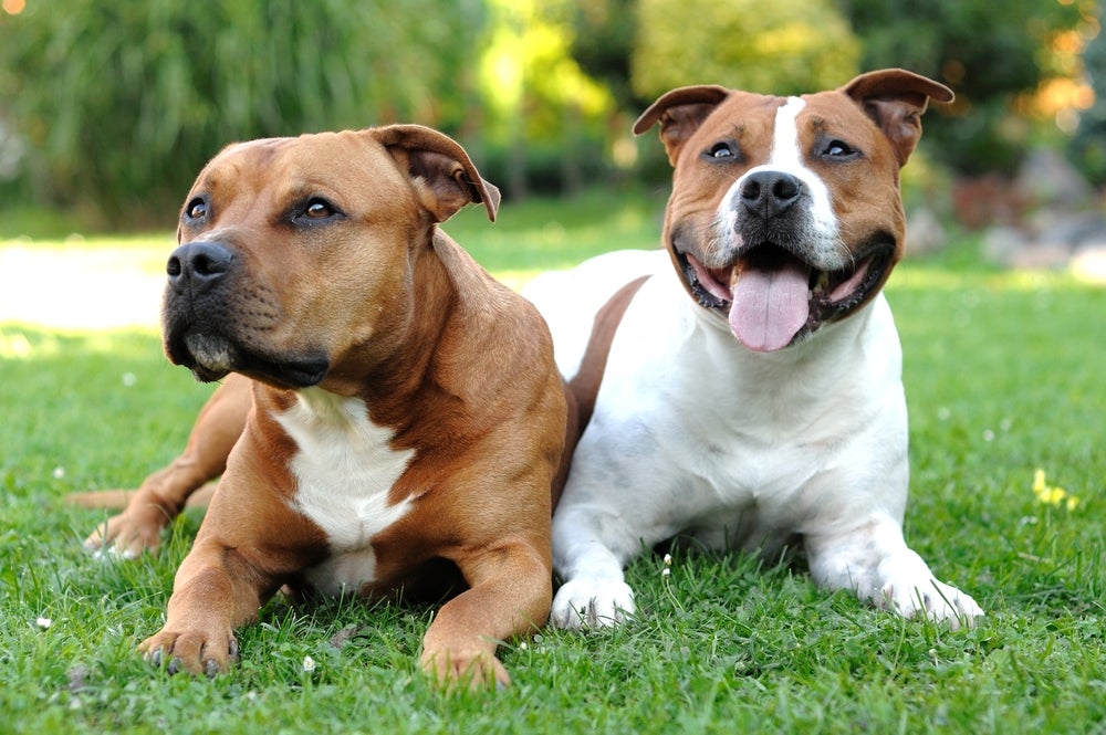 tipos de pitbull: dois american staffordshire terrier deitados no parque