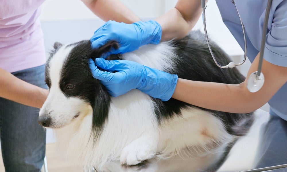 Cachorro peludo branco e preto no consultório sendo segurado por veterinário e tutor
