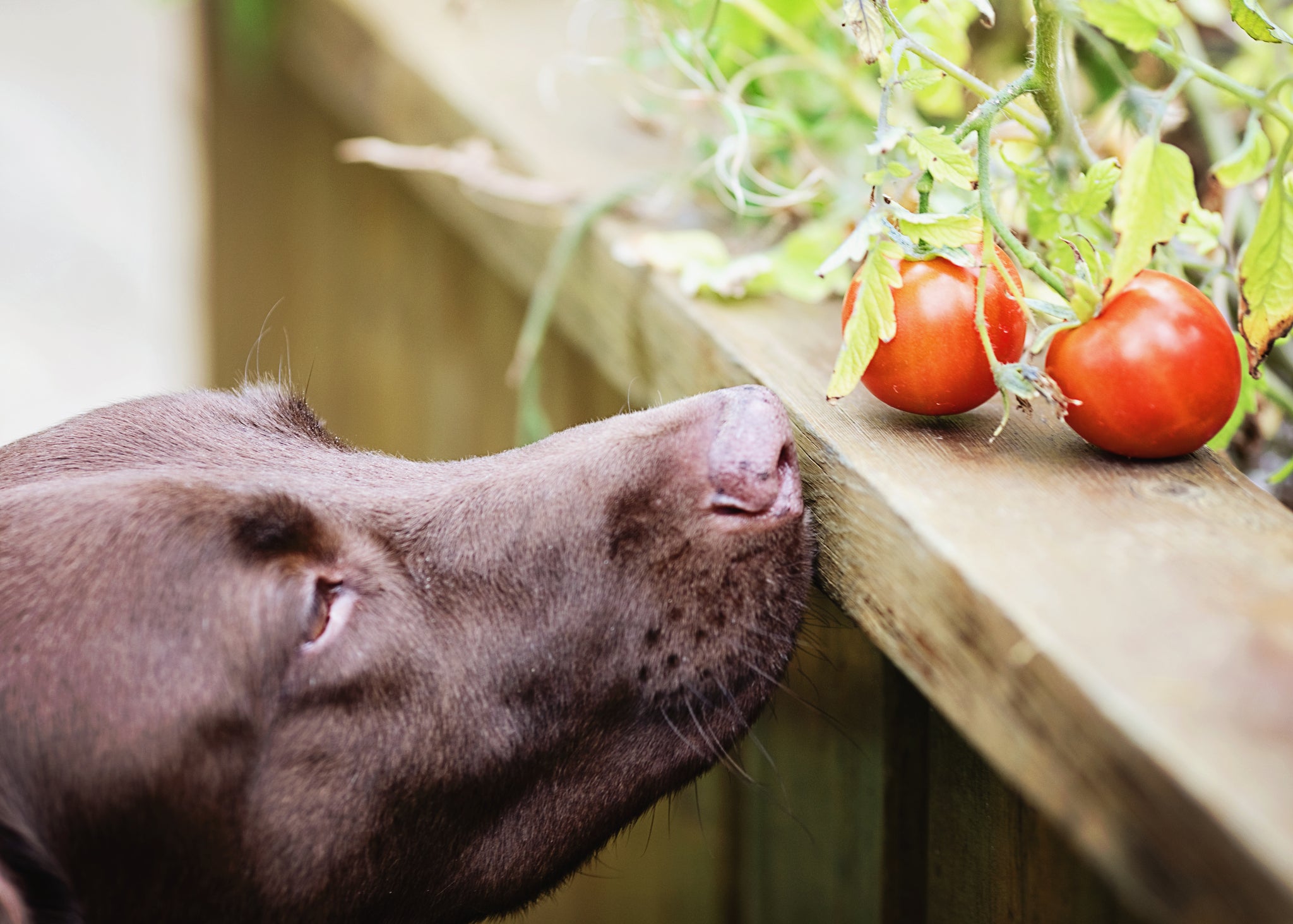 Cachorro cheirando tomate
