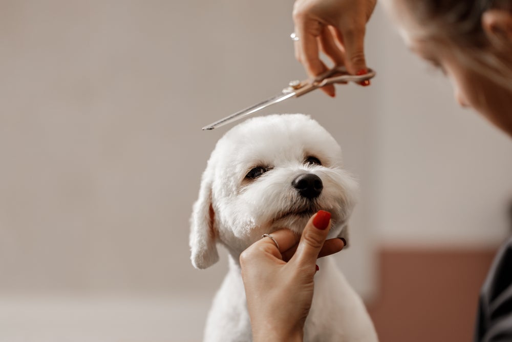 tosar cachorro: pessoa cortando pelo de cachorro