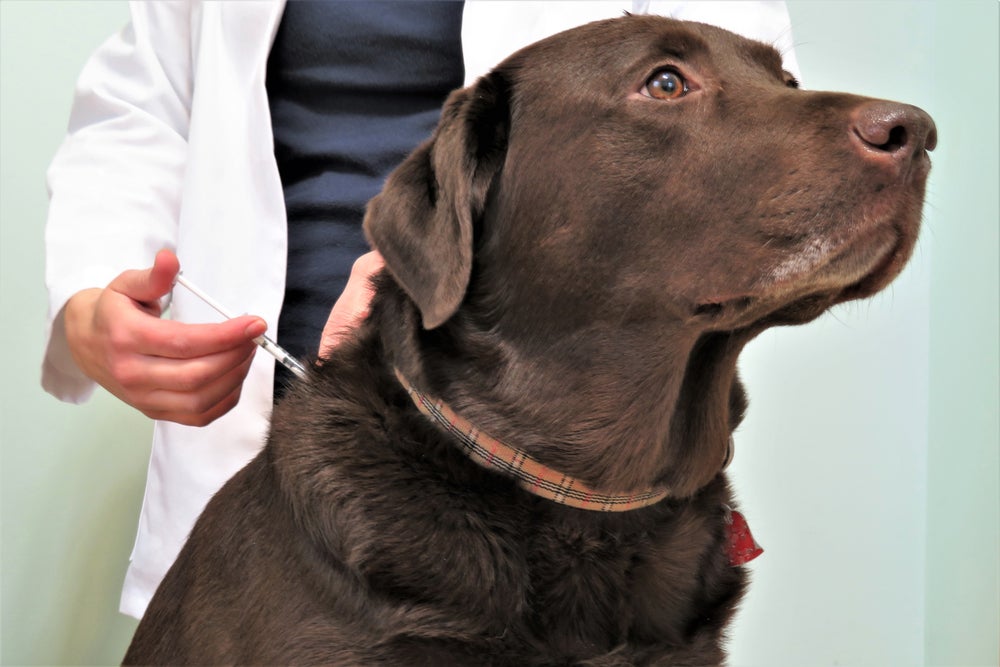 cachorro tomando vacina contra tosse cos canis