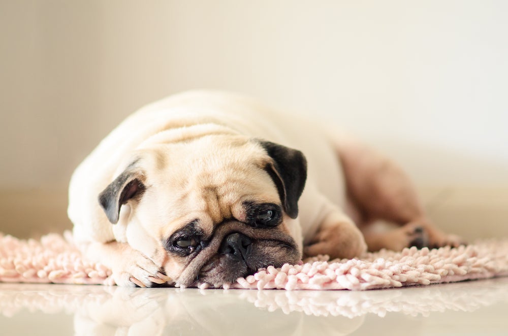 toxoplasmose em cães: cachorro doente deitado