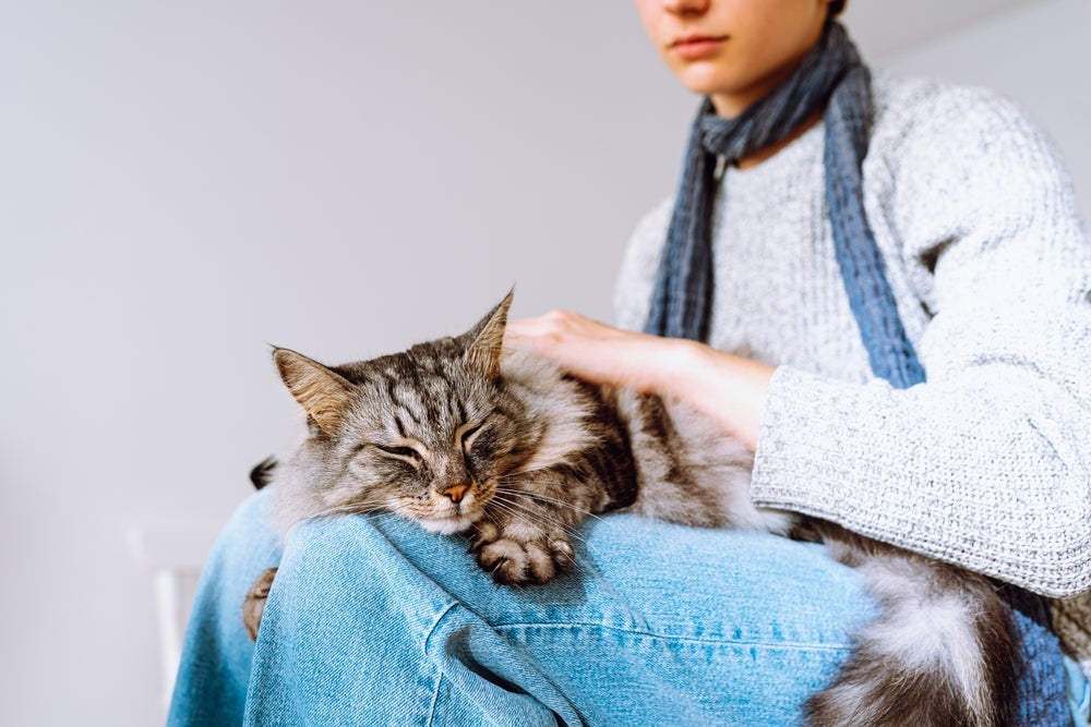 toxoplasmose felina: dona fazendo carinho no gato