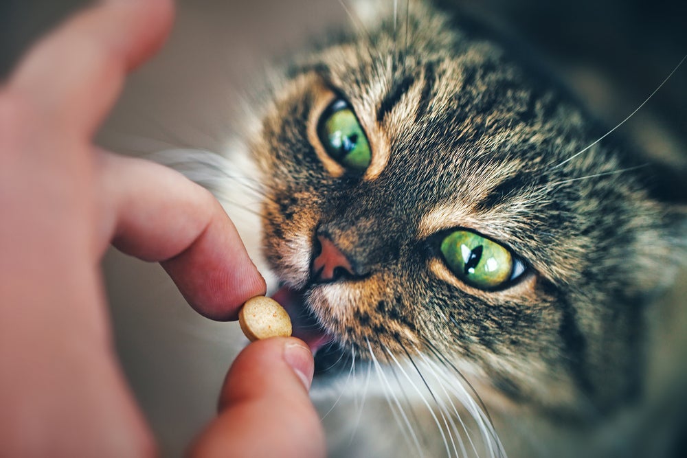 toxoplasmose felina: gato tomando antibiótico