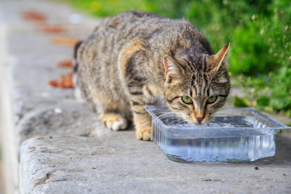 toxoplasmose: gato bebendo água na rua