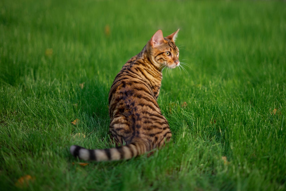 gato toyger de costas no gramado olhando para o lado