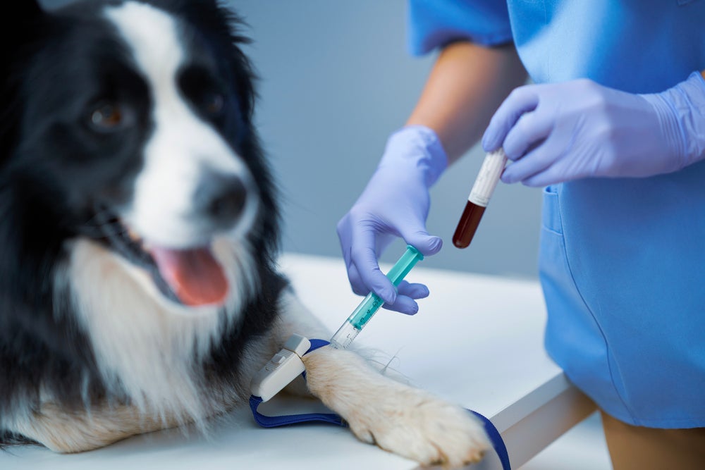 transfusão de sangue em cães: cachorro fazendo exame de sangue