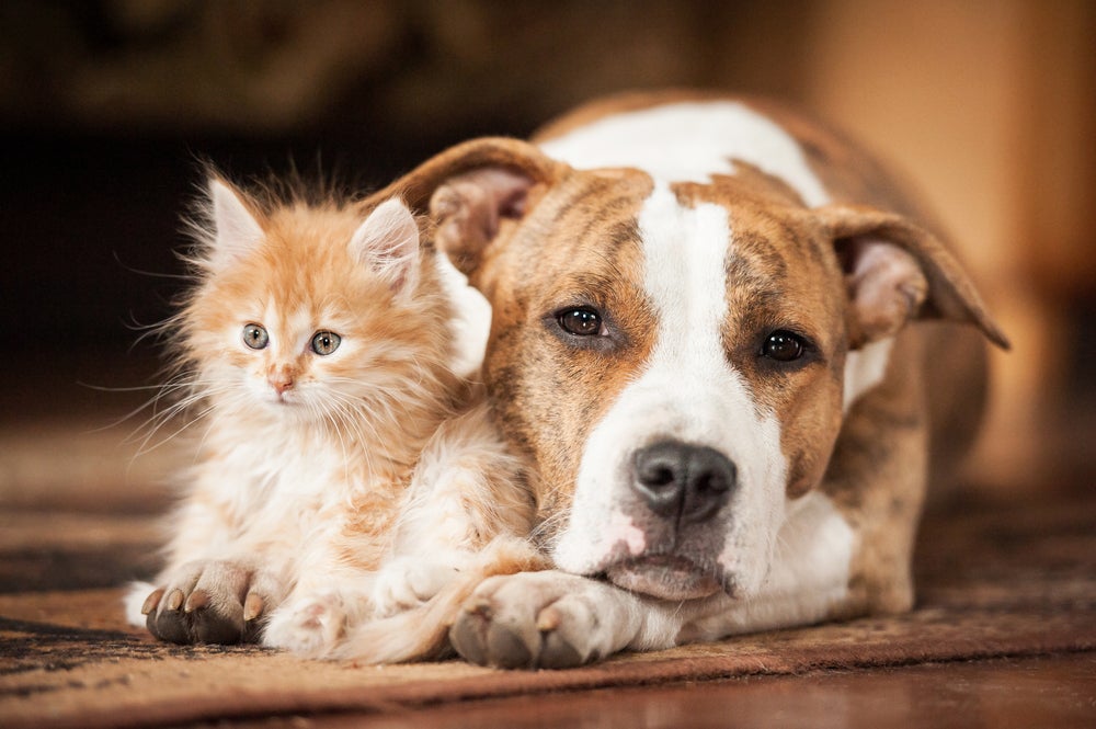 transplante de cães e gatos: cachorro e gato deitados no chão