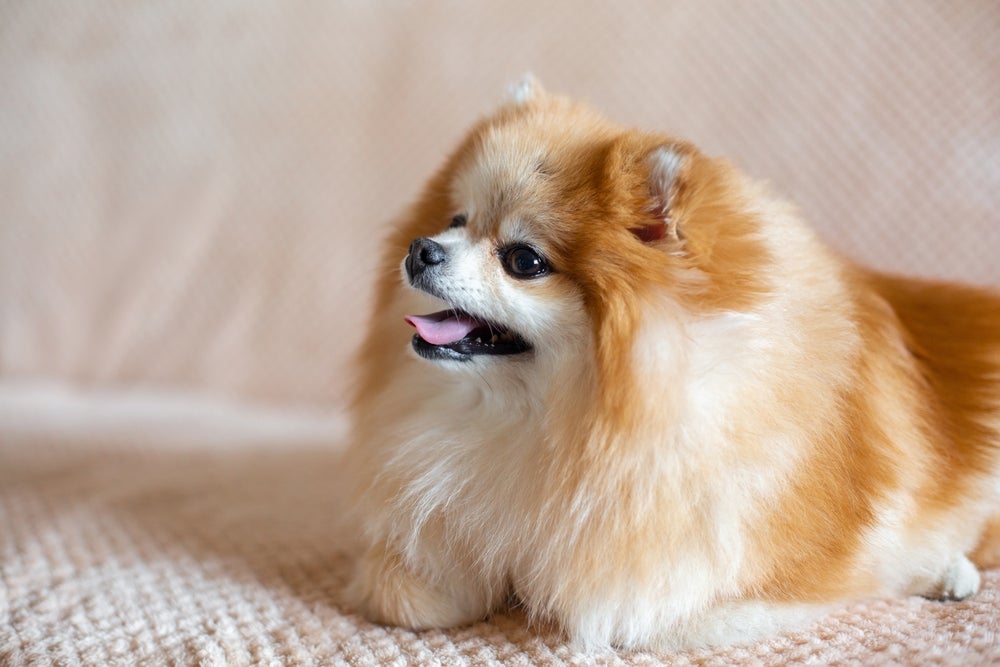 trombose em cachorro: cão com dificuldade de respirar