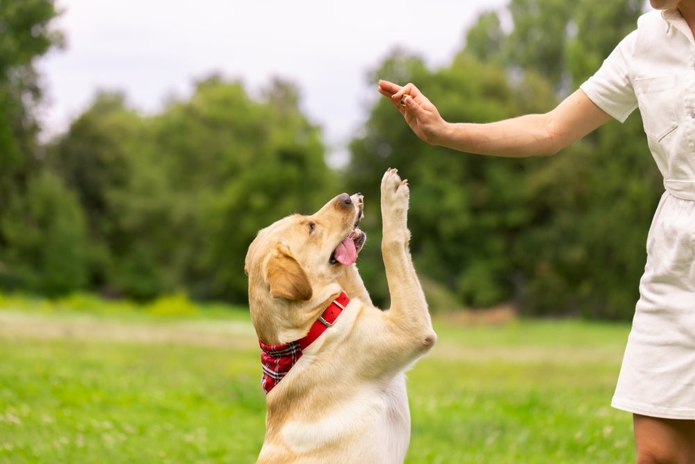 truques para cachorro: pessoa dando petisco para cachorro