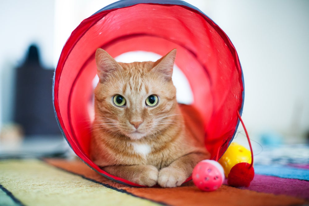 gato brincando no túnel para gatos