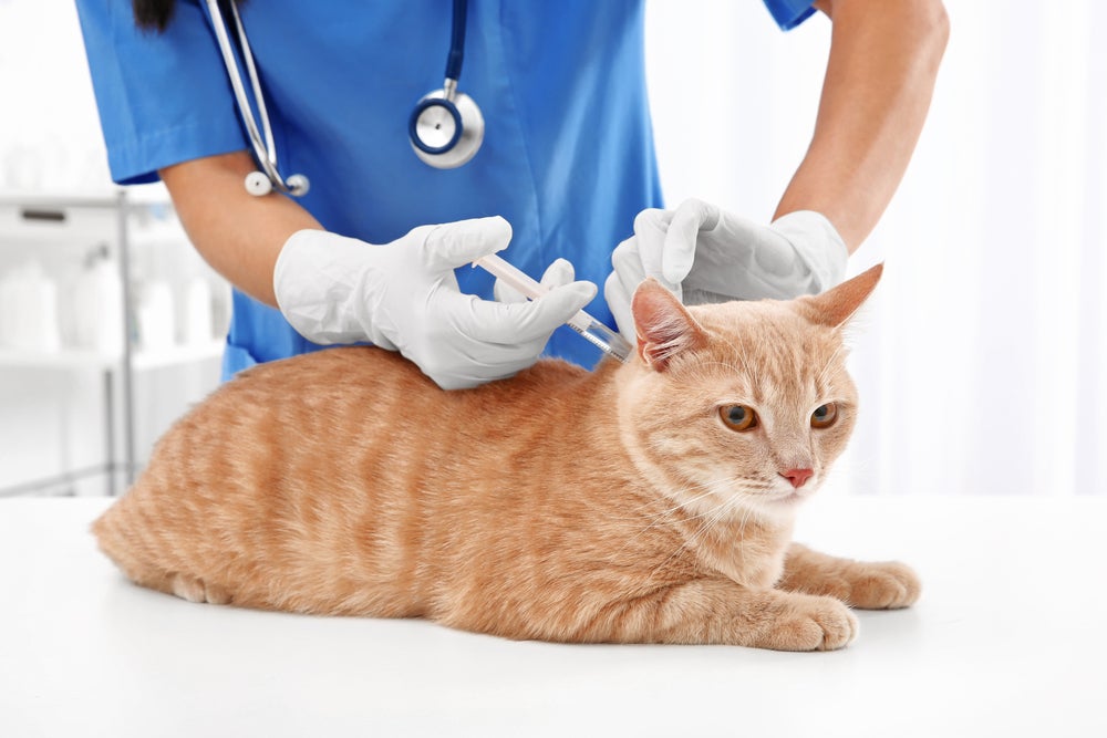 tumor em gatos: gato tomando vacina