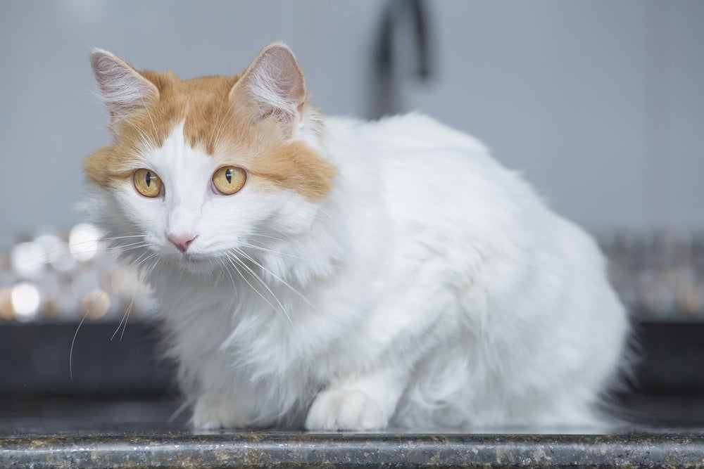 gato turkish van branco