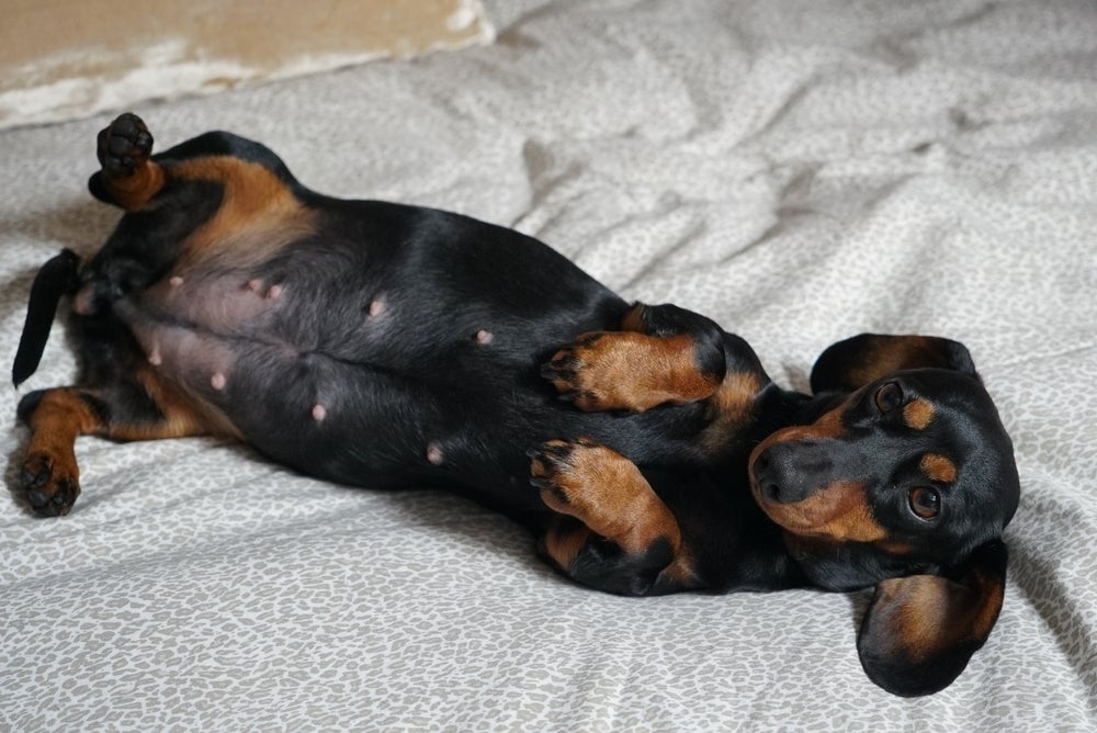 útero de cadela: cachorra grávida deitada na cama