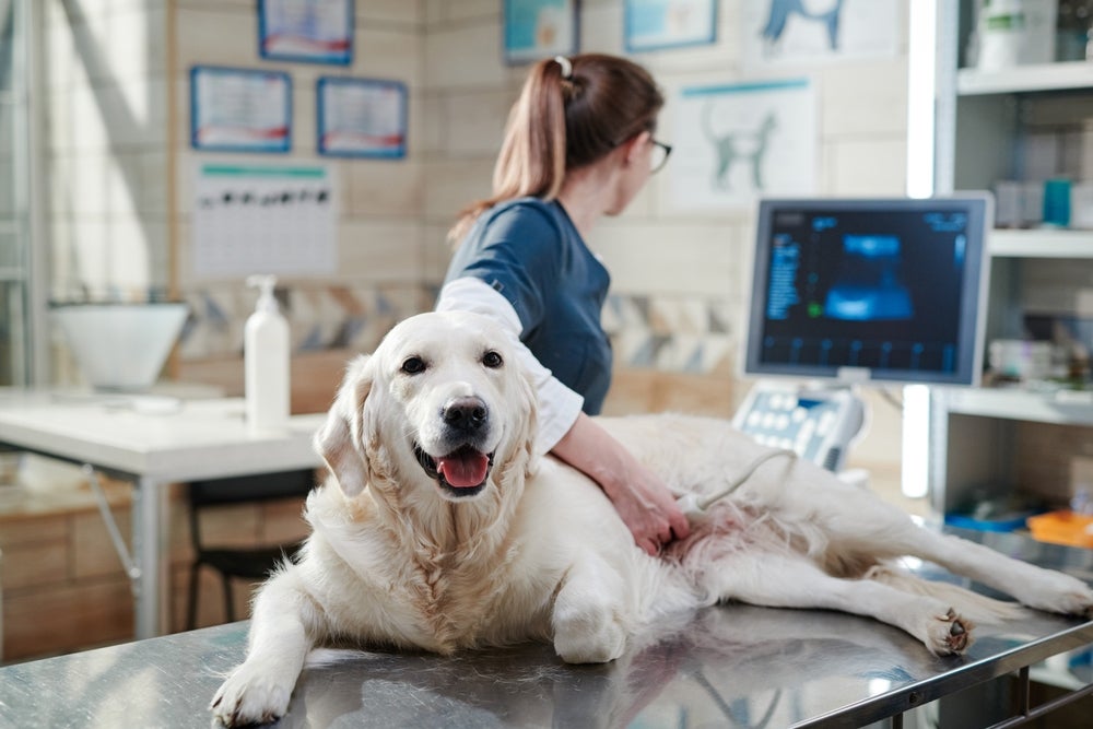 ultrassonografia para cachorro: cão fazendo exame