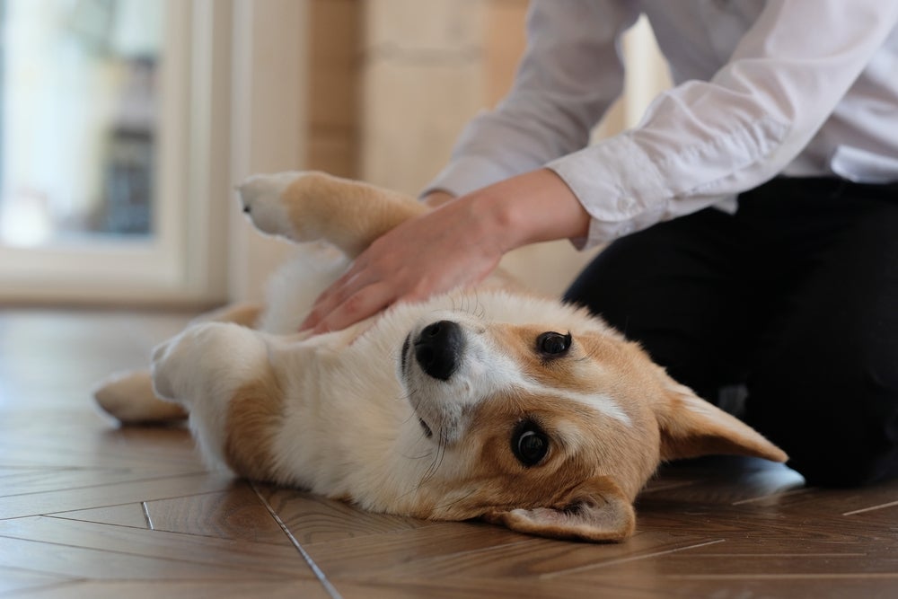 umbigo de cachorro: pessoa apalpando barriga do cão