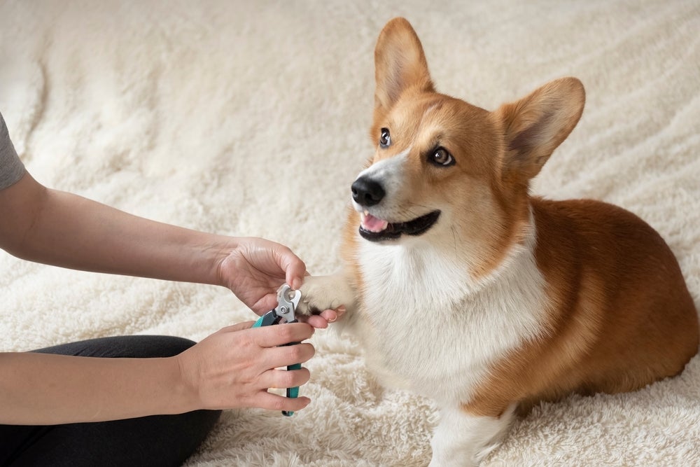 pessoa cortando unhas de cachorro